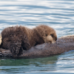 Vijf zinderende otterfilmpjes