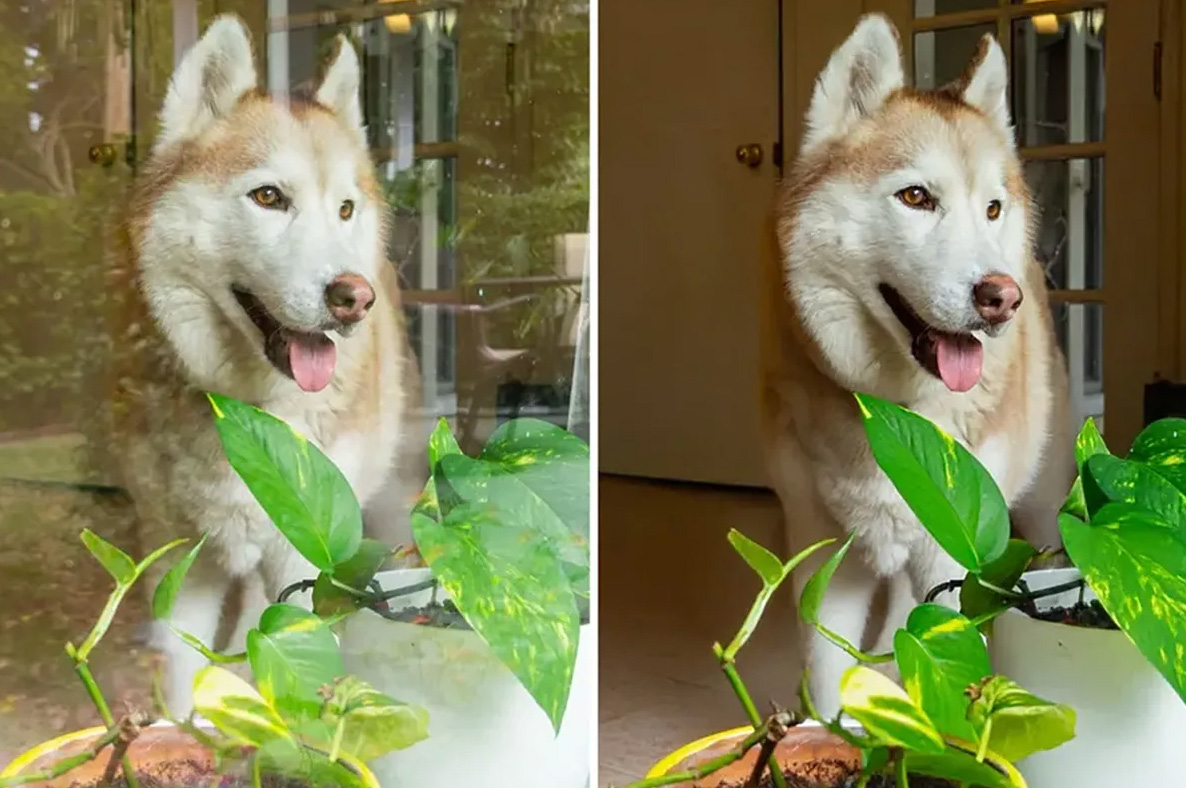 Reflectietool van adobe gedemonstreerd via een foto van een hond.