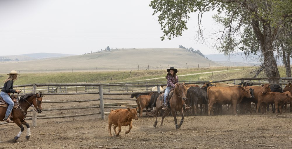 Een vrouw tussen de paarden en andere Amerikaanse cattle.