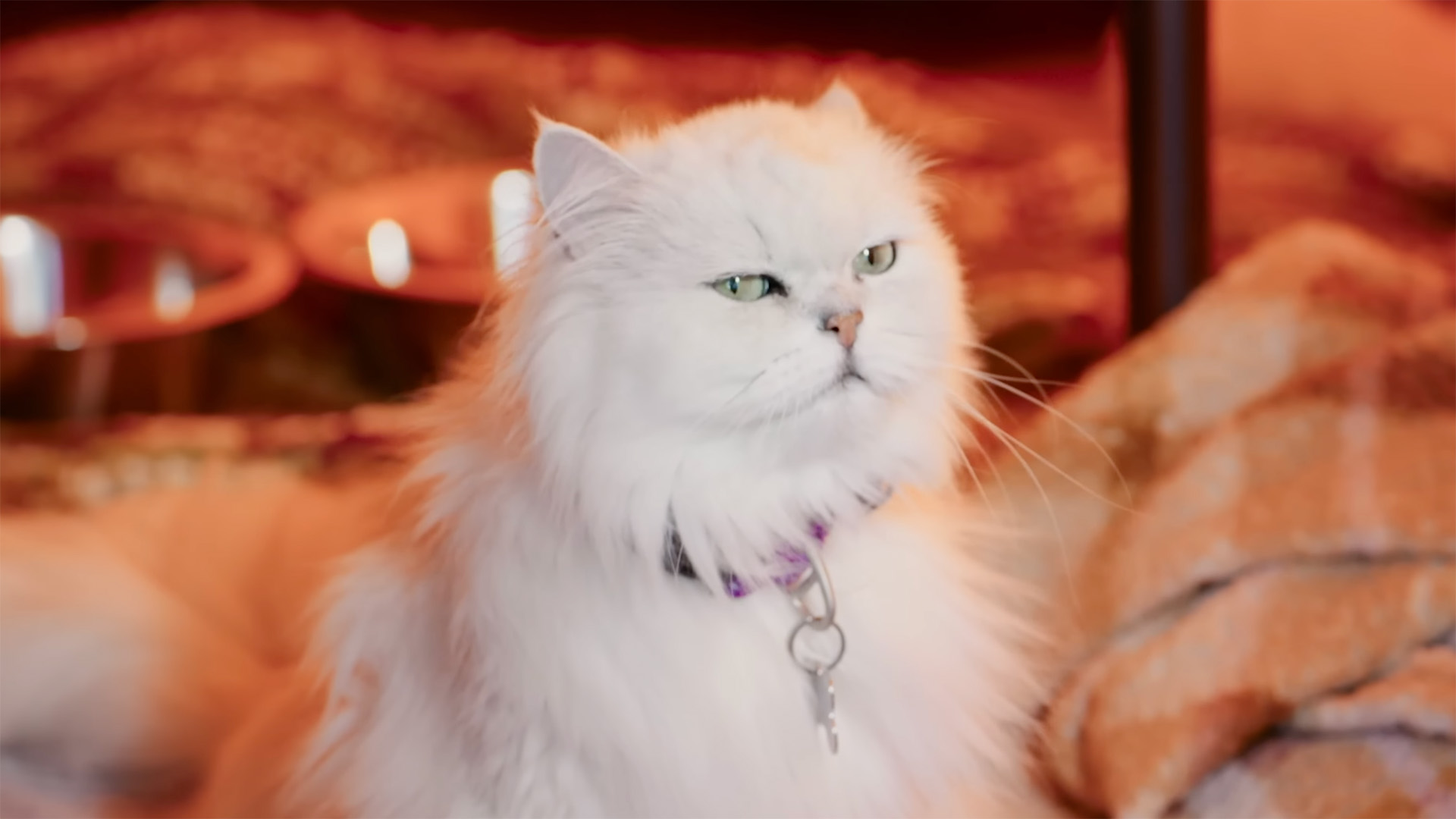 Still uit Paco, Thomas en Rutger de film